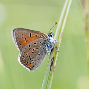 Lycaena hippothoe (Lycaenidae)  - Cuivré écarlate - Purple-edged Copper Jura [France] 02/07/2017 - 1200m