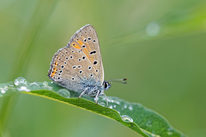 Lycaena hippothoe (Lycaenidae)  - Cuivré écarlate - Purple-edged Copper Jura [France] 02/07/2017 - 1200m