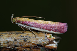 Oncocera semirubella (Pyralidae)  - Ilythie incarnat Ardennes [France] 16/07/2017 - 160m