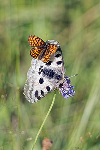 Parnassius apollo (Papilionidae)  - Apollon, Parnassien apollon - Apollo Jura [France] 03/07/2017 - 1240mdeux pour le prix d'un !