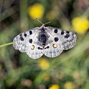 Parnassius apollo (Papilionidae)  - Apollon, Parnassien apollon - Apollo Jura [France] 03/07/2017 - 1240m