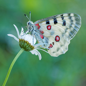 Parnassius apollo (Papilionidae)  - Apollon, Parnassien apollon - Apollo Jura [France] 04/07/2017 - 1240m