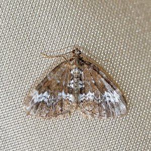 Perizoma alchemillata (Geometridae)  - Périzome coupée - Small Rivulet Jura [France] 09/07/2017 - 1030m