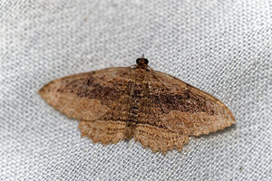 Philereme transversata (Geometridae)  - Phalène du Nerprun Ain [France] 04/07/2017 - 680m