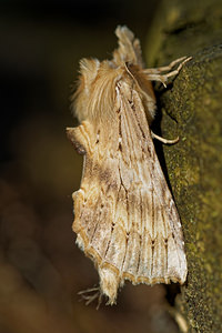 Pterostoma palpina (Notodontidae)  - Museau - Pale Prominent Ain [France] 04/07/2017 - 790m