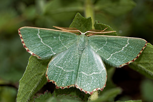 Thalera fimbrialis (Geometridae)  - Phalène du Buplèvre, la Phalène du Thym - Sussex Emerald Ardennes [France] 16/07/2017 - 160m