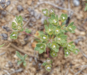 Androsace maxima (Primulaceae)  - Grande androsace, Androsace des champs, Androsace élevée - Annual Androsace Valence [Espagne] 30/04/2018 - 650m