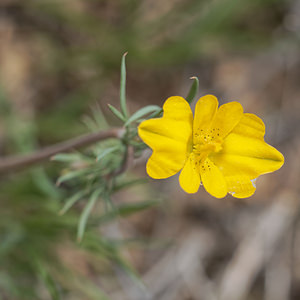 Hypecoum imberbe (Papaveraceae)  - Hypécoum imberbe, Hypécoum à grandes fleurs, Cumin à grandes fleurs Valence [Espagne] 30/04/2018 - 650m