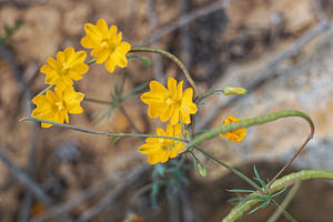 Hypecoum imberbe (Papaveraceae)  - Hypécoum imberbe, Hypécoum à grandes fleurs, Cumin à grandes fleurs Valence [Espagne] 30/04/2018 - 650m