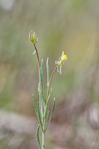 Linaria simplex (Plantaginaceae)  - Linaire simple Valence [Espagne] 30/04/2018 - 650m