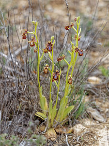 Ophrys speculum (Orchidaceae)  - Ophrys miroir, Ophrys cilié Valence [Espagne] 30/04/2018 - 650m