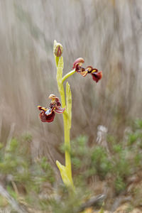 Ophrys speculum (Orchidaceae)  - Ophrys miroir, Ophrys cilié Valence [Espagne] 30/04/2018 - 650m