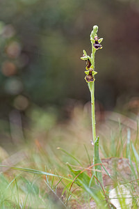 Ophrys subinsectifera (Orchidaceae)  Osona [Espagne] 29/04/2018 - 810m