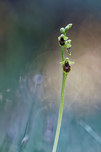 Ophrys subinsectifera (Orchidaceae)  Osona [Espagne] 30/04/2018 - 810m