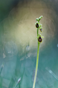 Ophrys subinsectifera (Orchidaceae)  Osona [Espagne] 30/04/2018 - 810m