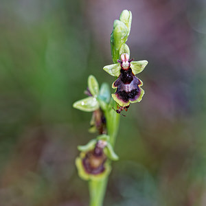 Ophrys subinsectifera (Orchidaceae)  Osona [Espagne] 30/04/2018 - 810m