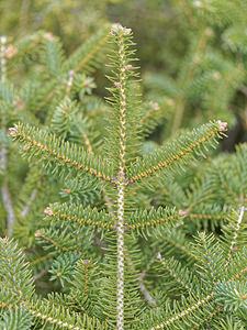 Abies pinsapo (Pinaceae)  - Sapin d'Espagne - Spanish Fir Serrania de Ronda [Espagne] 07/05/2018 - 1140m