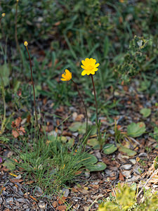 Anemone palmata (Ranunculaceae)  - Anémone palmée Serrania de Ronda [Espagne] 06/05/2018 - 1060m