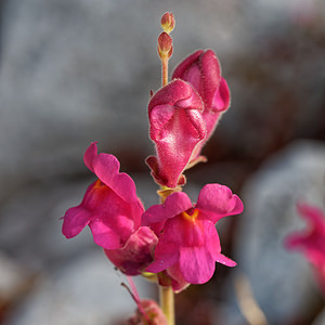 Antirrhinum majus (Plantaginaceae)  - Muflier à grandes fleurs, Gueule-de-lion - Snapdragon Lisbonne [Portugal] 13/05/2018 - 650m