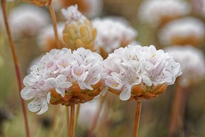 Armeria pungens Armérie piquante, Arméria piquante