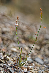 Asphodelus tenuifolius (Asphodelaceae)  - Asphodèle à feuilles ténues, Asphodèle à feuilles étroites, Asphodèle à petites feuilles Almeria [Espagne] 03/05/2018 - 330m