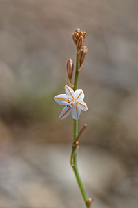 Asphodelus tenuifolius (Asphodelaceae)  - Asphodèle à feuilles ténues, Asphodèle à feuilles étroites, Asphodèle à petites feuilles Almeria [Espagne] 03/05/2018 - 330m