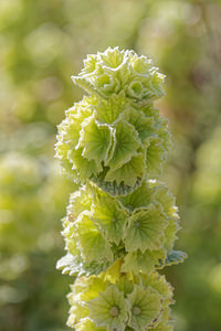 Ballota acetabulosa (Lamiaceae)  - Ballote en forme d'ampoule, Herbe à veilleuse, Ballote à grand calice - Greek horehound, False dittany Almeria [Espagne] 04/05/2018 - 10m