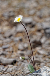 Bellis sylvestris (Asteraceae)  - Pâquerette sylvestre, Pâquerette des bois, Pâquerette d'Automne - Garden Daisy Serrania de Ronda [Espagne] 07/05/2018 - 1250m