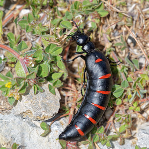 Berberomeloe majalis (Meloidae)  Serrania de Ronda [Espagne] 07/05/2018 - 1260m