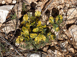 Bituminaria bituminosa (Fabaceae)  - Bitumineuse, Trèfle bitumineux - Pitch Trefoil Albacete [Espagne] 01/05/2018 - 540m