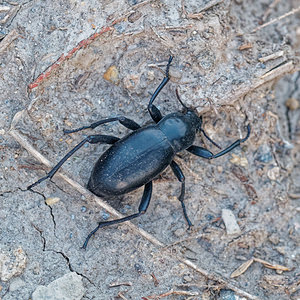 Blaps lusitanica (Tenebrionidae)  - Blaps Almeria [Espagne] 04/05/2018 - 360m