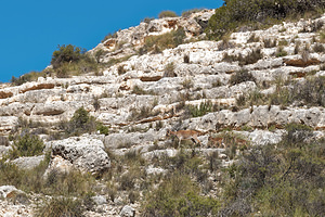 Capra pyrenaica (Bovidae)  - Bouquetin ibérique, Bouquetin d'Espagne - Iberian Wild Goat, Spanish Ibex, Pyrenean Ibex Albacete [Espagne] 01/05/2018 - 540m
