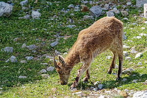 Capra pyrenaica (Bovidae)  - Bouquetin ibérique, Bouquetin d'Espagne - Iberian Wild Goat, Spanish Ibex, Pyrenean Ibex Sierra de Cadix [Espagne] 08/05/2018 - 1040m