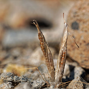 Caralluma europaea (Apocynaceae)  - Caralluma d'Europe Almeria [Espagne] 05/05/2018 - 80m