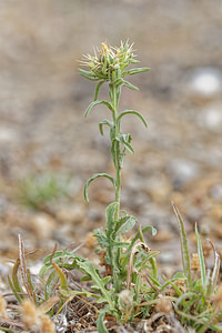 Centaurea melitensis (Asteraceae)  - Centaurée de Malte - Maltese Star-thistle Almeria [Espagne] 04/05/2018 - 330m