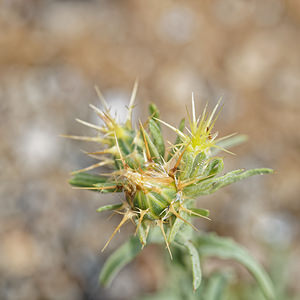 Centaurea melitensis (Asteraceae)  - Centaurée de Malte - Maltese Star-thistle Almeria [Espagne] 04/05/2018 - 330m