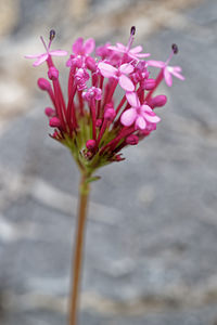 Centranthus macrosiphon (Caprifoliaceae)  - Centranthe à long éperon Serrania de Ronda [Espagne] 07/05/2018 - 1320m