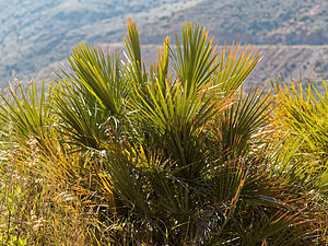 Chamaerops humilis (Arecaceae)  - Chamaerops humble, Chamaerops nain, Faux palmier doum, Palmier nain, Chamérops nain Almeria [Espagne] 05/05/2018 - 190m