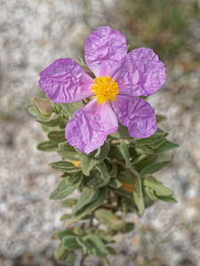 Cistus albidus (Cistaceae)  - Ciste blanc, Ciste mâle à feuilles blanches, Ciste cotonneux - Grey-leaved Cistus Serrania de Ronda [Espagne] 07/05/2018 - 1220m