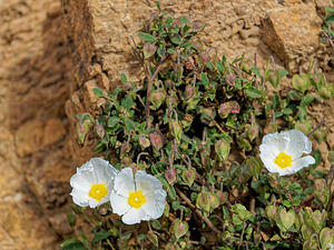 Cistus salviifolius (Cistaceae)  - Ciste à feuilles de sauge, Mondré - Sage-leaved Rock-rose Serrania de Ronda [Espagne] 08/05/2018 - 960m