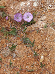 Convolvulus althaeoides (Convolvulaceae)  - Liseron fausse mauve - Mallow-leaved Bindweed Jaen [Espagne] 02/05/2018 - 710m