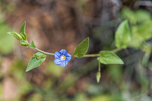 Convolvulus siculus Liseron de Sicile Small Blue-convolvulus