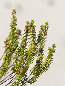 Corema album (Ericaceae)  - Corème blanche, Camarine à fruits blancs El Condado [Espagne] 11/05/2018 - 10m