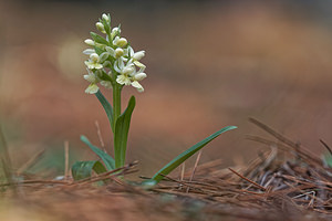 Dactylorhiza markusii (Orchidaceae)  - Dactylorhize de Markus Jaen [Espagne] 01/05/2018 - 1270m