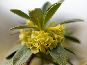 Daphne laureola (Thymelaeaceae)  - Daphné lauréole, Laurier des bois - Spurge-laurel Liebana [Espagne] 23/05/2018 - 1880m