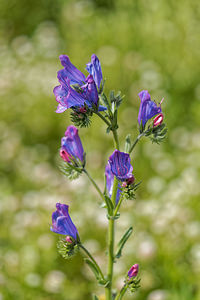 Echium plantagineum (Boraginaceae)  - Vipérine à feuilles de plantain, Vipérine faux plantain, Vipérine plantain - Purple Viper's-bugloss Lisbonne [Portugal] 13/05/2018 - 30m