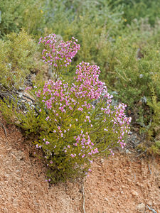 Erica australis (Ericaceae)  - Bruyère australe Serrania de Ronda [Espagne] 07/05/2018 - 1210m
