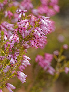 Erica australis (Ericaceae)  - Bruyère australe Serrania de Ronda [Espagne] 07/05/2018 - 1210m