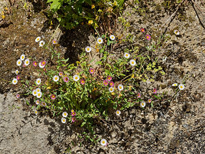 Erigeron karvinskianus (Asteraceae)  - Érigéron de Karwinsky, Vergerette de Karwinsky - Mexican Fleabane Lisbonne [Portugal] 12/05/2018 - 310m