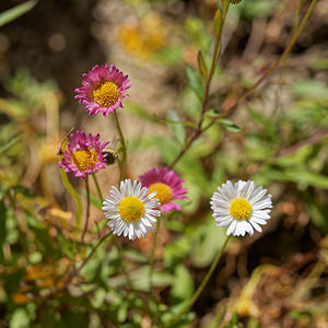 Erigeron karvinskianus (Asteraceae)  - Érigéron de Karwinsky, Vergerette de Karwinsky - Mexican Fleabane Lisbonne [Portugal] 12/05/2018 - 310m